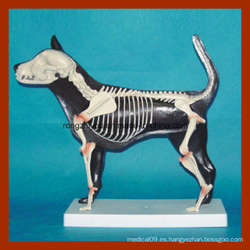 Modelo anatómico de perro medio avanzado del perro